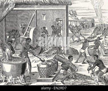 Sugar making  Cuba, circa 1800 Stock Photo