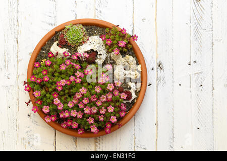 Mini Alpine garden sedum Saxifrage pink flowers blossom with rocks in clay pot on white painted wooden background Stock Photo