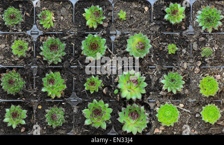 Small succulent sedum plants growing in a tray Stock Photo