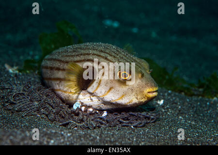 Narrow-lined puffer (Arothron manilensis) being cleaned by a squat shrimp (Thor amboinensis), Secret Bay, Bali, Indonesia Stock Photo