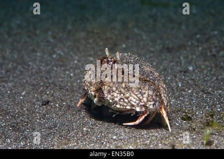 Smooth box crab (Calappa hepatica), Secret Bay, Bali, Indonesia Stock Photo