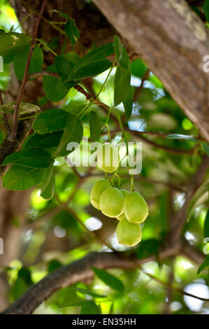 Ripe Umbu fruit (Spondias tuberosa) on the tree, Caladinho, Uaua, Bahia, Brazil Stock Photo