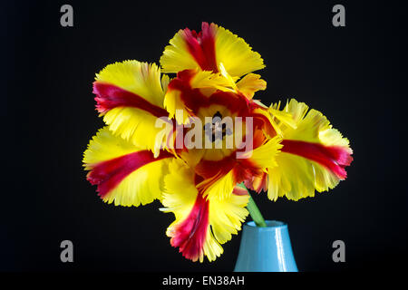 Yellow-red tulip (Tulipa) in light blue vase Stock Photo
