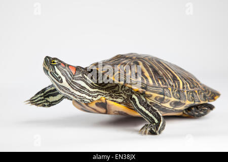 Red-eared slider (Trachemys scripta elegans) Stock Photo