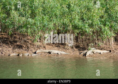 Freshwater Crocodile (Crocodylus johnstoni), Windjana Gorge, Kimberley Region, Western Australia Stock Photo