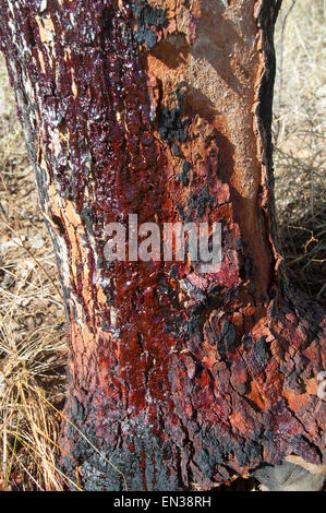 Gum Tree Bleeding Sap, Windjana Gorge, Kimberley Region, Western Australia, WA, Australia Stock Photo
