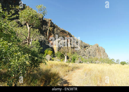 Savannah and Boab Tree, Windjana Gorge, Kimberley, Western Australia, WA, Australia Stock Photo