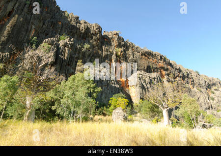 Savannah and Boab Tree, Windjana Gorge, Kimberley, Western Australia, WA, Australia Stock Photo