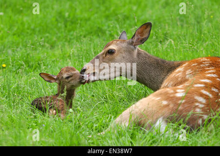 Sika Deer (Cervus nippon), doe with newborn fawn, captive, Bavaria, Germany Stock Photo