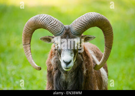 Mouflon (Ovis ammon musimon), ram, captive, Bavaria, Germany Stock Photo