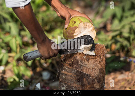 Coconut being opened with a machete, Kerala, India Stock Photo