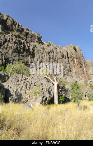 Savannah, Windjana Gorge, Kimberley, Western Australia, WA, Australia Stock Photo