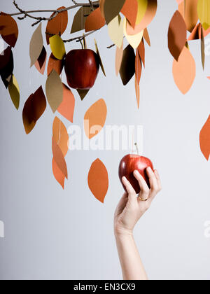 woman picking apples from a tree Stock Photo
