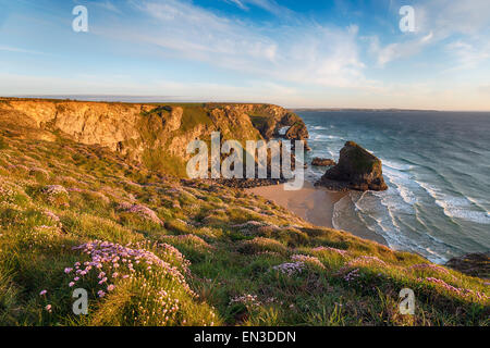 A carpet of thrift in bloom on cliffs abve Bedruthan Steps on the Cornwall coast between Nequay and Padstow Stock Photo