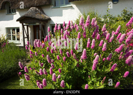 UK, England, Somerset, Taunton, Bishops Lydeard, billiard spirea billardii shrub flowering in cottage garden Stock Photo