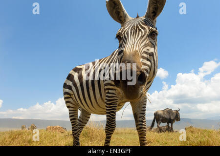 Plains Zebra (Equus quagga) grazing on the plain in the Ngorongoro crater, from groundlevel, close up looking into the camera. Stock Photo