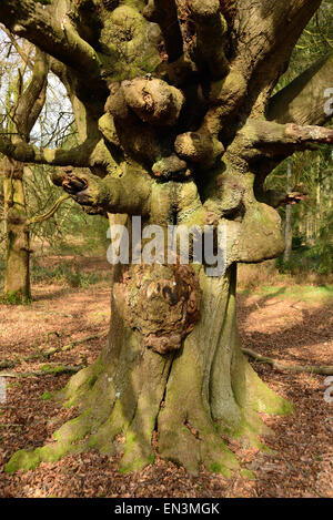 Misshapen tree in the forest. Stock Photo