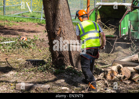 Bristol, UK. 27th Apr, 2015. An old oak tree, that was occupied by protesters for several weeks before they were evicted, is felled as they watch from behind a security fence. Belinda Faulkes of Rising Up, the group who tried to protect the green-field site, described it as a 'sad day'. This part of Metrobus development has been controversial in a year that Bristol is the European Green Capital. Bristol, UK. 27th April 2015. Credit:  Redorbital Photography/Ģ����ý Live News Stock Photo