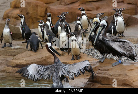 A group of Humboldt penguins and pelicans move into their new enclosure at the bird park and sanctuary in Marlow, Germany, 27 April 2015. The 1,600 square metre wide area was designed to accommodate 32 penguins, nine pelicans and 40 Inca terns. The enclosure, which cost around 2 million euro to built, will open on 30 April 2015. Photo: Bernd Wuestneck/dpa Stock Photo