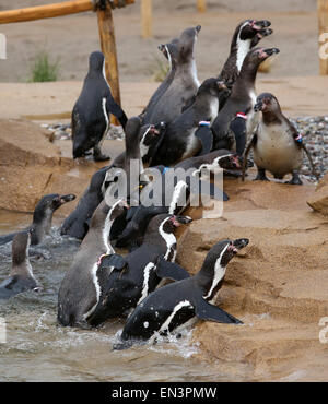 A group of Humboldt penguins move into their new enclosure at the bird park and sanctuary in Marlow, Germany, 27 April 2015. The 1,600 square metre wide area was designed to accommodate 32 penguins, nine pelicans and 40 Inca terns. The enclosure, which cost around 2 million euro to built, will open on 30 April 2015. Photo: Bernd Wuestneck/dpa Stock Photo
