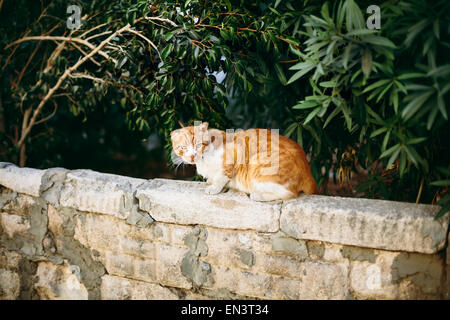 Red wild cat sitting on the stone wall at the street Stock Photo