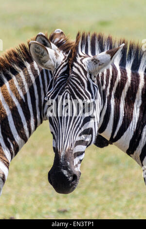 Equus quagga Zebra portrait in Ngorongoro Conservation Area, Tanzania, Africa. Stock Photo