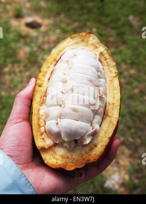 Hand holding an open cocoa pod, taken at the Valrhona chocolate plantation in the Dominican Republic Stock Photo