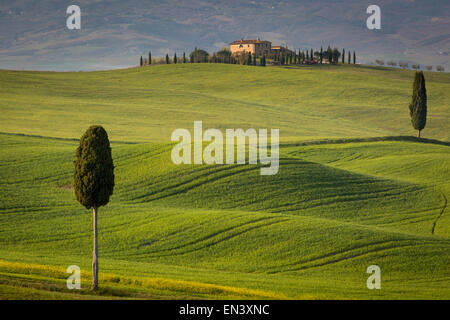 Cypress trees and winding road to villa near Pienza, Tuscany, Italy Stock Photo