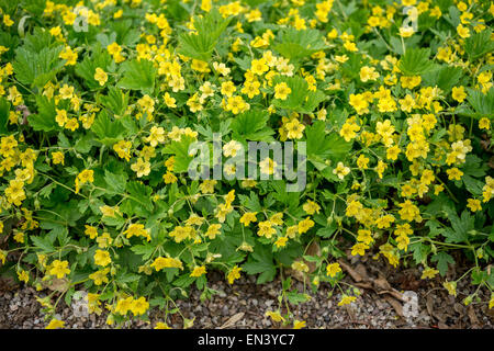 Waldsteinia geoides yellow spring flowers and green leaves Stock Photo