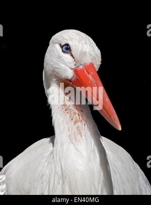 White Stork (ciconia ciconia) Stock Photo