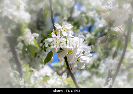 White flowers of apple tree in spring rays of the sun Stock Photo