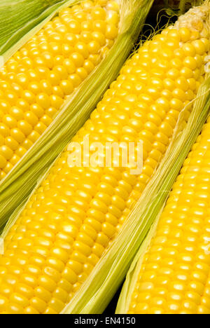 Fresh Picked Ears Of Corn Stock Photo