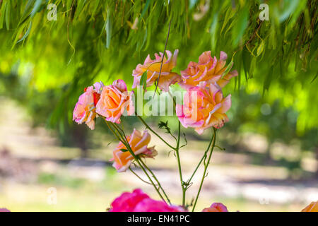 Joseph's Coat, a yellow, pink and red rose in a California Garden Stock Photo