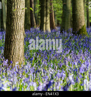 Woodland spring bluebells Stock Photo