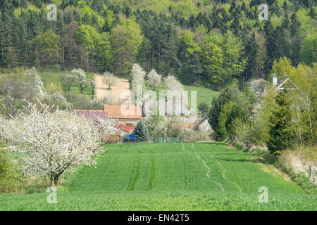 European Polish Lower Silesian village in the spring blooming trees fields of rising cereals Stock Photo