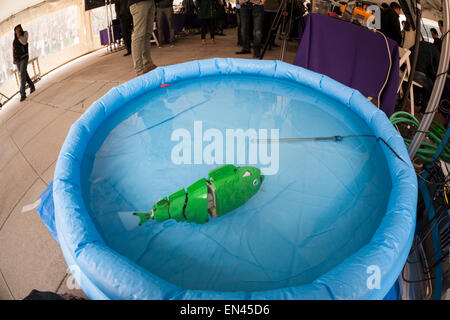 Ph.D candidate Paul Phamduy's robotic fish, built in collaboration with other students, happy floats in a pool of water at NYU-Polytechnic School of Engineering's Research Expo in Brooklyn's "Tech Triangle" in New York on Friday, April 24, 2015. Over forty research projects and their creators will exhibit and explain their research including cutting-edge robotics, engineering and biotechnology. (© Richard B. Levine) Stock Photo