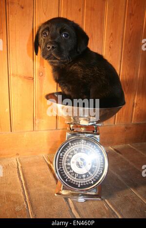 Puppy weighing scales hi-res stock photography and images - Alamy