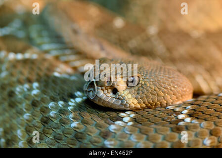 Animals: red diamond rattlesnake, Crotalus ruber, close-up head shot, selective focus, shallow depth of field Stock Photo