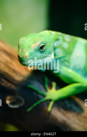 Animals: green lizard, Fiji banded iguana, Brachylophus fasciatus, sitting on tree branch, close-up shot Stock Photo