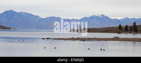 Black Swans on a mountain lake with dramatic mountains in the background. Stock Photo