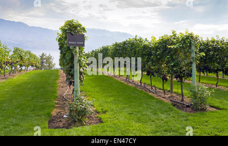 Rows of Pinot Noir grapes in a vineyard under a rapidly changing sky Stock Photo
