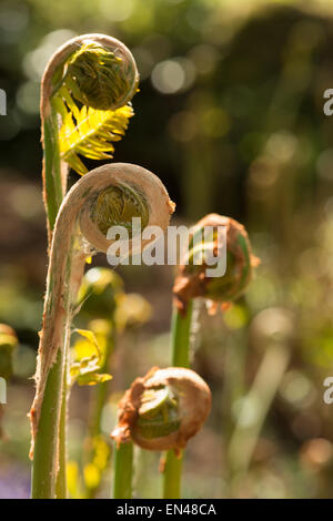 Osmunda regalis new shooting royal fern frond begins to unroll uncurl getting ready for start of spring with leaf-sprouts Stock Photo