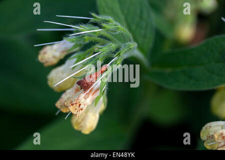 Tuberous Comfrey Symphytum tuberosum close up Stock Photo