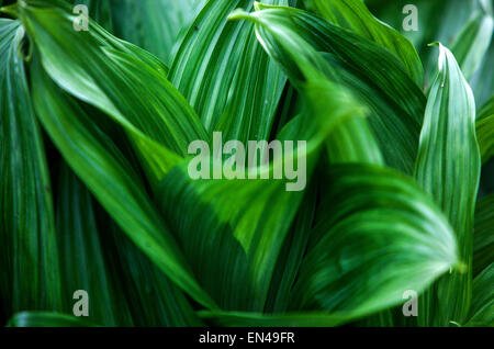 Veratrum nigrum,, medicinal, poisonous plant Stock Photo