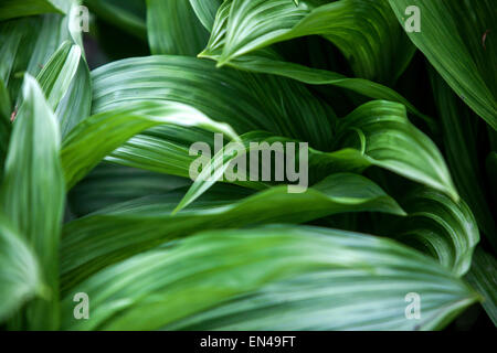 Veratrum nigrum,, medicinal, poisonous plant Stock Photo