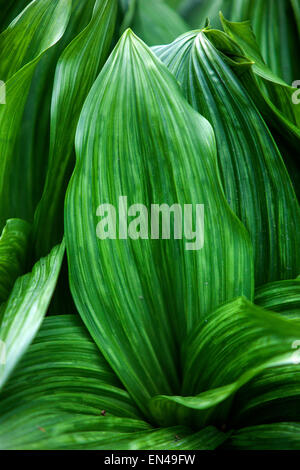 Veratrum nigrum,, medicinal, poisonous plant Stock Photo