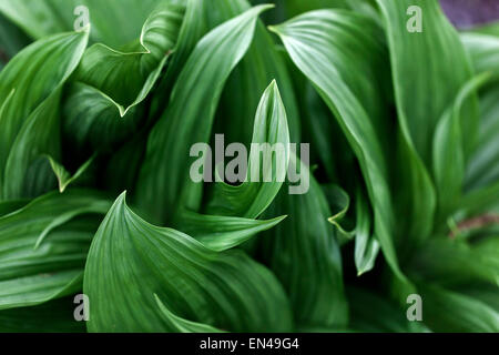 Veratrum nigrum,, medicinal, poisonous plant Stock Photo