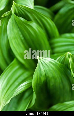 Veratrum nigrum,, medicinal, poisonous plant Stock Photo