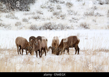 A small herd of bighorn sheep grazing in a wintry meadow Stock Photo