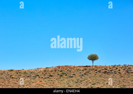 Lone tree on rocky ridge, North of Broken Hill, NSW, Australia Stock Photo